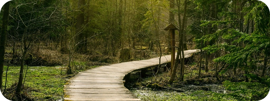 Беларусь. Беловежская пуща. Фото: Julia ilina; Dreamstime.com