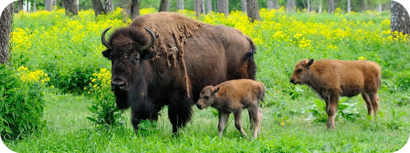 В гости к двум гигантам
