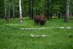 В гости к страусам и зубрам. В гости к страусам и зубрам.